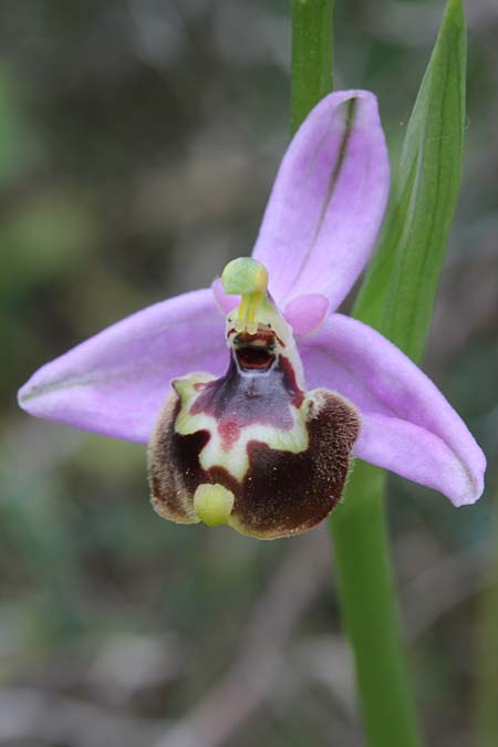 Ophrys candica subsp. cytherea \ Kythira-Ragwurz / Cythera Bee Orchid, GR  Kythira, Kato Chora 24.3.2014 (Photo: Jan & Liesbeth Essink)