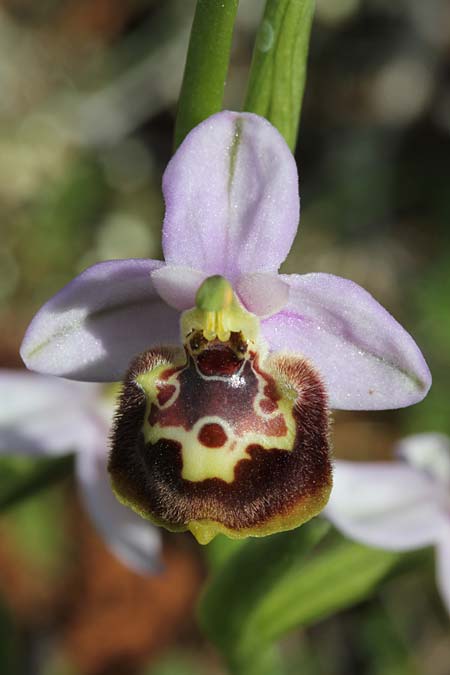 Ophrys candica subsp. cytherea \ Kythira-Ragwurz / Cythera Bee Orchid, GR  Kythira, Avlemonas 28.3.2014 (Photo: Jan & Liesbeth Essink)