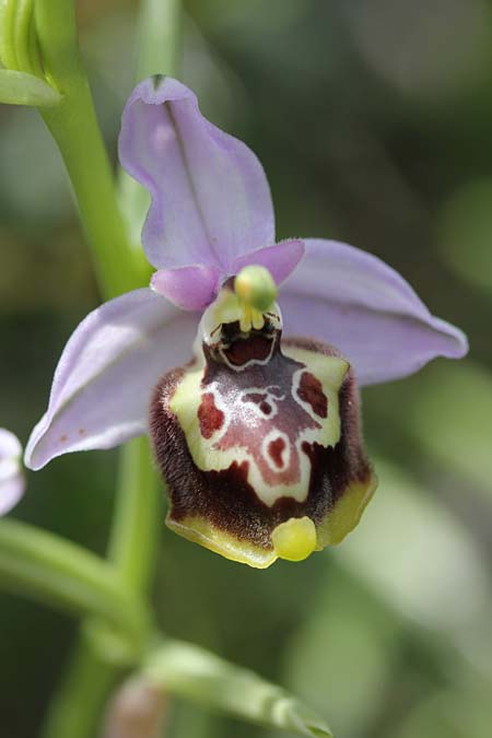 Ophrys candica subsp. cytherea \ Kythira-Ragwurz / Cythera Bee Orchid, GR  Kythira, Avlemonas 18.4.2014 (Photo: Jan & Liesbeth Essink)