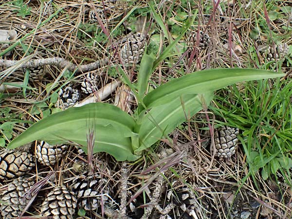 Dactylorhiza saccifera \ Langährige Fingerwurz, Langähriges Knabenkraut / Sack-Carrying Orchid, GR  Peloponnes, Taygetos 27.5.2024 