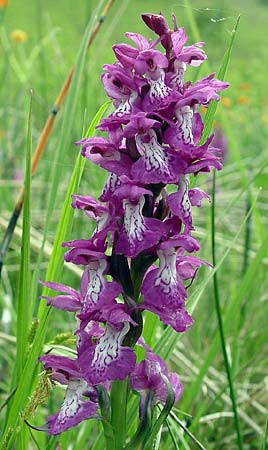 Dactylorhiza cordigera \ Herz-Fingerwurz, Herz-Knabenkraut, GR  Kastoria, Vitsi mountain 5.6.2005 (Photo: Zissis Antonopoulos)