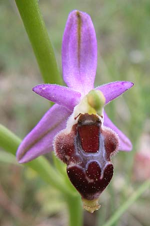 Ophrys delphinensis \ Delphi-Ragwurz / Delphi Orchid, GR  Peloponnes, Zarouchla Tal / Valley 19.5.2008 