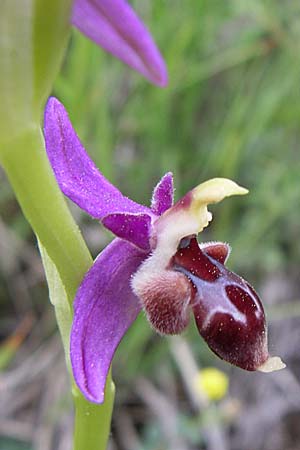 Ophrys delphinensis \ Delphi-Ragwurz / Delphi Orchid, GR  Peloponnes, Zarouchla Tal / Valley 19.5.2008 