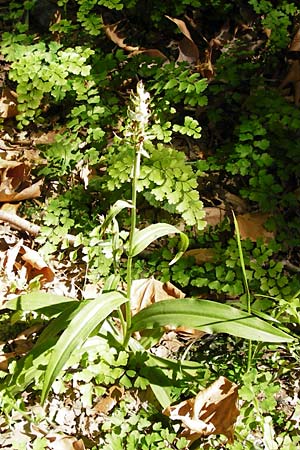 Dactylorhiza saccifera \ Langährige Fingerwurz, Langähriges Knabenkraut / Sack-Carrying Orchid (verblüht / withered), GR  Euboea (Evia), Dimosari - Schlucht / Gorge 29.8.2014 