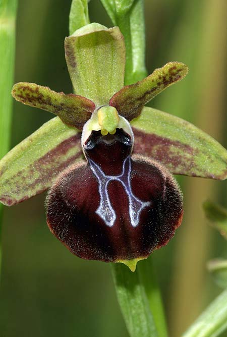 [click] Ophrys epirotica, GR   Kastoria 4.6.2011 (Photo: Zissis Antonopoulos)