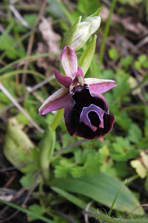 Ophrys ferrum-equinum \ Hufeisen-Ragwurz / Horseshoe Orchid, GR  Peloponnes, Militsa 29.3.2013 