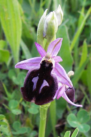 Ophrys ferrum-equinum \ Hufeisen-Ragwurz / Horseshoe Orchid, GR  Peloponnes, Militsa 29.3.2013 