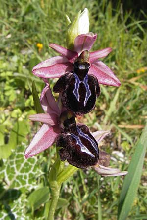 Ophrys spruneri \ Spruners Ragwurz / Spruner's Orchid, GR  Peloponnes, Gramousa 1.4.2013 