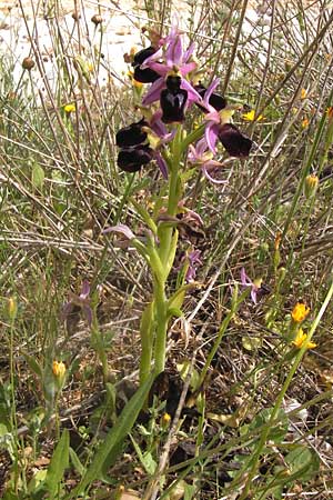 Ophrys ferrum-equinum \ Hufeisen-Ragwurz / Horseshoe Orchid, GR  Hymettos 2.4.2013 