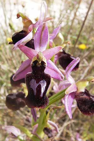 Ophrys ferrum-equinum \ Hufeisen-Ragwurz / Horseshoe Orchid, GR  Hymettos 2.4.2013 