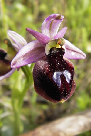 Ophrys ferrum-equinum \ Hufeisen-Ragwurz / Horseshoe Orchid, GR  Hymettos 2.4.2013 