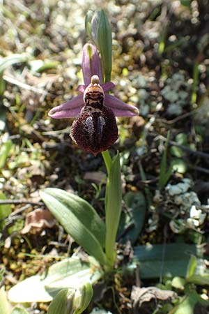 Ophrys ferrum-equinum \ Hufeisen-Ragwurz / Horseshoe Orchid, GR  Hymettos 23.3.2019 