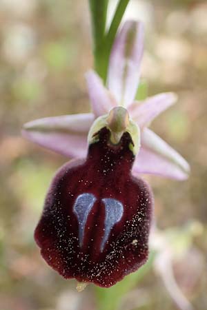 Ophrys ferrum-equinum \ Hufeisen-Ragwurz / Horseshoe Orchid, GR  Athen, Mount Egaleo 10.4.2019 