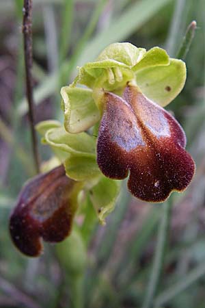 Ophrys calocaerina \ Rotbraune Ragwurz / Summer Bee Orchid, GR  Peloponnes, Zarouchla Tal / Valley 19.5.2008 
