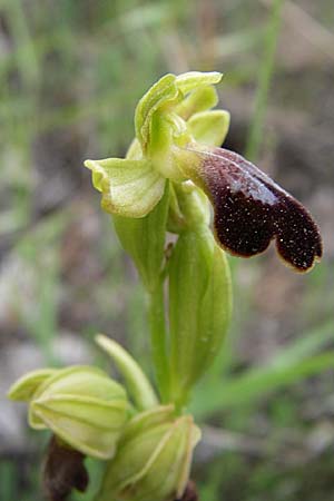 Ophrys calocaerina \ Rotbraune Ragwurz / Summer Bee Orchid, GR  Peloponnes, Zarouchla Tal / Valley 19.5.2008 