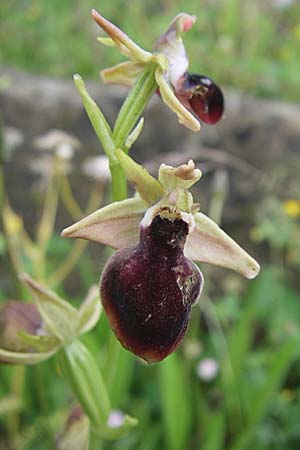 Ophrys helenae \ Helenas Ragwurz / Helena's Bee Orchid, GR  Dodoni 14.5.2008 
