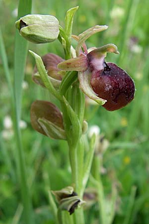 Ophrys helenae \ Helenas Ragwurz / Helena's Bee Orchid, GR  Dodoni 14.5.2008 