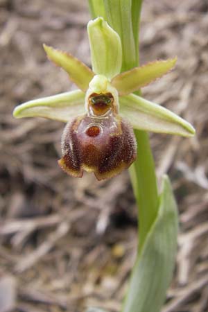 Ophrys hebes / Hebes Bee Orchid, GR  Peloponnes, Kosmas 31.3.2013 