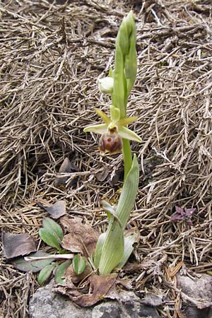 Ophrys hebes / Hebes Bee Orchid, GR  Peloponnes, Kosmas 31.3.2013 