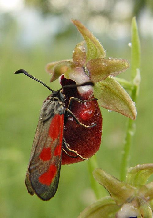 Ophrys helenae \ Helenas Ragwurz / Helena's Bee Orchid (mit/with Widderchen Zygaena), GR  Joannina, Kerasovo 21.5.2005 (Photo: Zissis Antonopoulos)