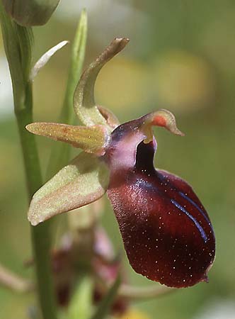 Ophrys helenae \ Helenas Ragwurz / Helena's Bee Orchid, GR  Arta 19.4.2003 (Photo: Helmut Presser)