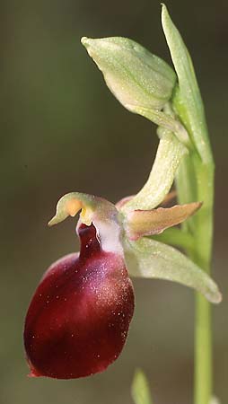 Ophrys helenae \ Helenas Ragwurz / Helena's Bee Orchid, GR  Arta 19.4.2003 (Photo: Helmut Presser)