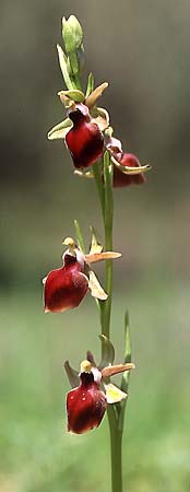 Ophrys helenae \ Helenas Ragwurz / Helena's Bee Orchid, GR  Arta 19.4.2003 (Photo: Helmut Presser)