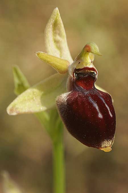Ophrys helenae x montenegrina, GR   Arta 29.4.2022 (Photo: Helmut Presser)