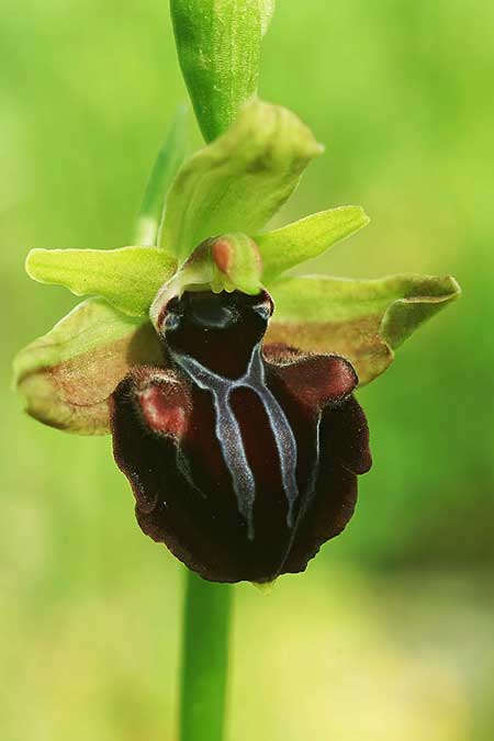 Ophrys hystera \ Spätblühende Busen-Ragwurz / Late Bosom Orchid, GR  Igoumenitsa 30.4.2022 (Photo: Helmut Presser)