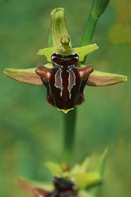Ophrys hystera \ Spätblühende Busen-Ragwurz / Late Bosom Orchid, GR  Igoumenitsa 30.4.2022 (Photo: Helmut Presser)