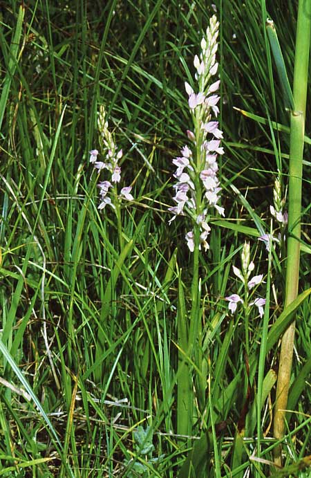 Dactylorhiza iberica \ Georgische Fingerwurz, Georgisches Knabenkraut, GR  Peka 18.6.1986 (Photo: Jan & Liesbeth Essink)