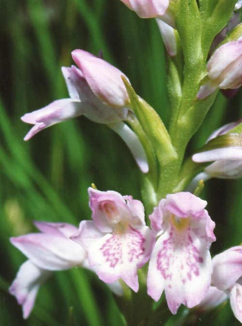 Dactylorhiza iberica \ Georgische Fingerwurz, Georgisches Knabenkraut, GR  Peka 18.6.1986 (Photo: Jan & Liesbeth Essink)