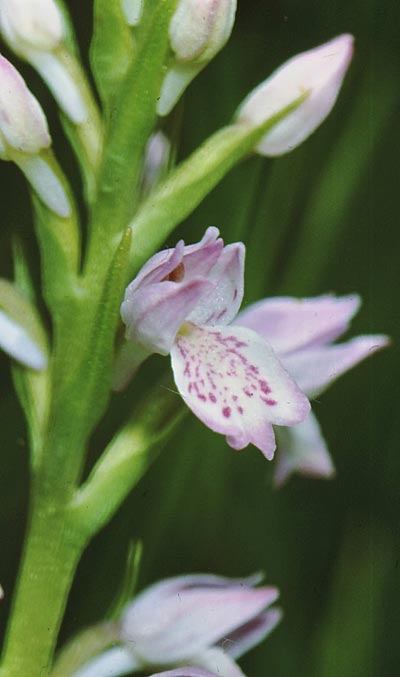 Dactylorhiza iberica \ Georgische Fingerwurz, Georgisches Knabenkraut, GR  Peka 18.6.1986 (Photo: Jan & Liesbeth Essink)