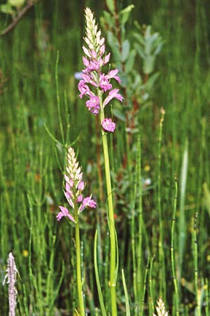 Dactylorhiza iberica x saccifera, GR   Sohos 8.6.1988 (Photo: Jan & Liesbeth Essink)