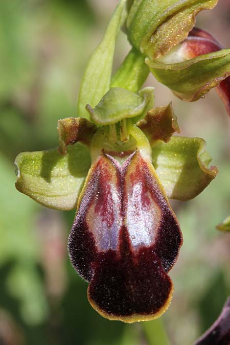 Ophrys kedra \ Zeder-Ragwurz / Cedar Orchid, GR  Kythira, Arei 15.4.2014 (Photo: Jan & Liesbeth Essink)