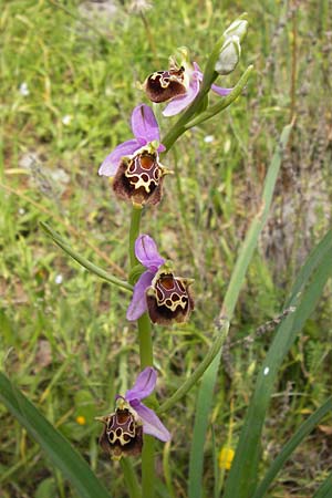 Ophrys lacaena / Laconian Bee Orchid, GR  Peloponnes, Gythio 30.3.2013 