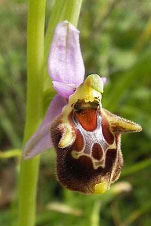 Ophrys lacaena / Laconian Bee Orchid, GR  Peloponnes, Gythio 30.3.2013 