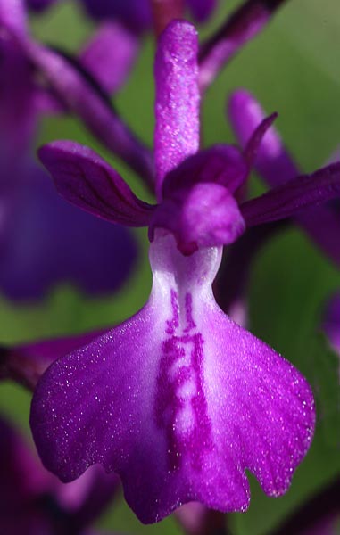 Anacamptis laxiflora x morio subsp. caucasica, GR   Zagoria, Negades 6.6.2012 (Photo: Helmut Presser)