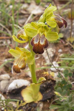 Ophrys bilunulata subsp. punctulata \ Gepunktete Ragwurz, GR  Peloponnes, Kremasti 31.3.2013 