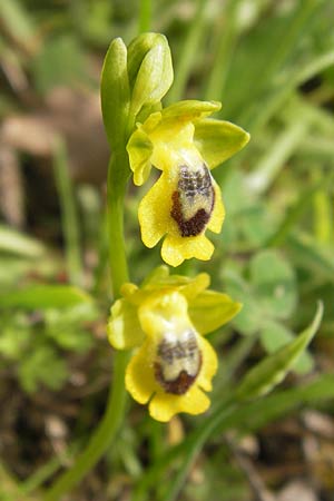 Ophrys hellenica / Greek Yellow Bee Orchid, GR  Peloponnes, Gythio 30.3.2013 
