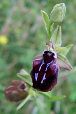 Ophrys leucophthalma / White-Eyed Bee Orchid, GR  Dodoni 14.5.2008 