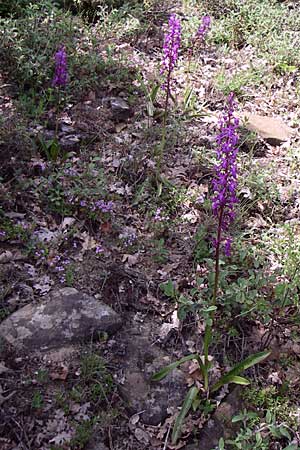 Orchis mascula subsp. pinetorum \ Kiefernwald-Knabenkraut, GR  Zagoria, Negades 18.5.2008 