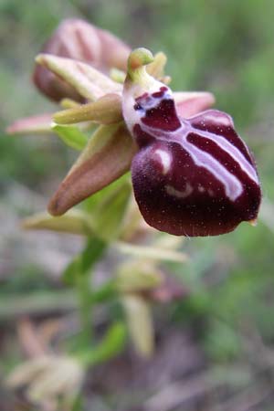 Ophrys leucophthalma / White-Eyed Bee Orchid, GR  Peloponnes, Zarouchla Valley 19.5.2008 