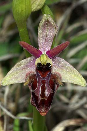 Ophrys mammosa x minuscula, GR   Kozani 24.4.2011 (Photo: Zissis Antonopoulos)