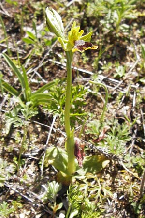 Ophrys melena \ Dunkellippige Ragwurz / Darklip Orchid, GR  Peloponnes, Gramousa 1.4.2013 
