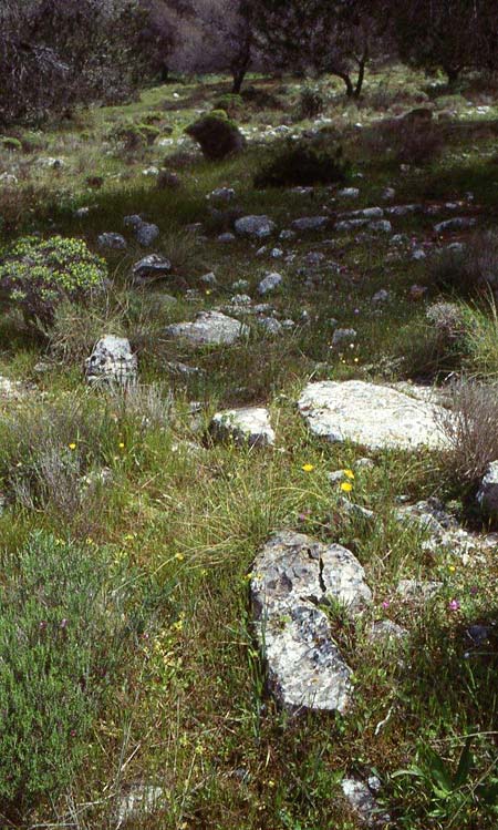 Ophrys melena \ Dunkellippige Ragwurz / Darklip Orchid, GR  Athen 28.4.1995 (Photo: Helmut Presser)