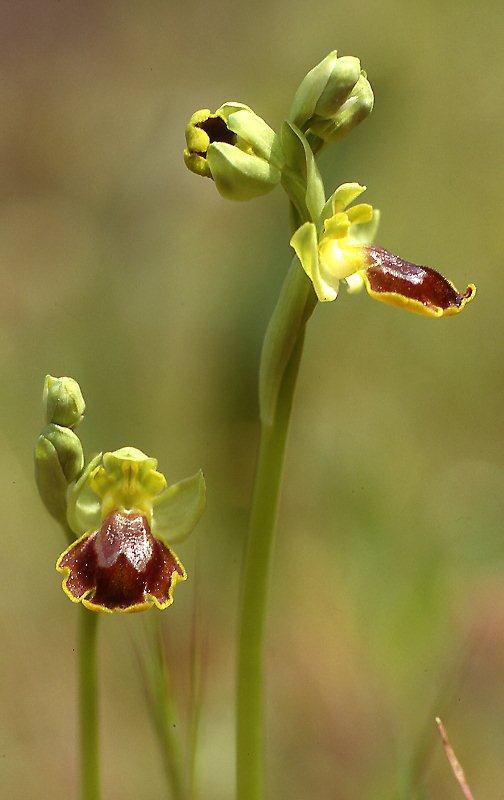 Ophrys melena \ Dunkellippige Ragwurz / Darklip Orchid, GR  Attika 29.4.1995 (Photo: Helmut Presser)