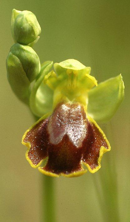 Ophrys melena \ Dunkellippige Ragwurz / Darklip Orchid, GR  Attika 29.4.1995 (Photo: Helmut Presser)