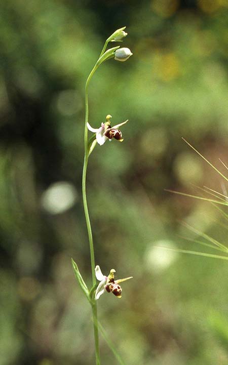 Ophrys minuscula \ Kleinstblütige Ragwurz / Smallest Bee Orchid, GR  Igoumenitsa 1.6.2004 (Photo: Helmut Presser)