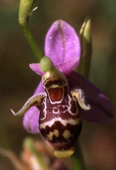 Ophrys minuscula \ Kleinstblütige Ragwurz / Smallest Bee Orchid, GR  Zagoria, Negades 1.6.2004 (Photo: Helmut Presser)
